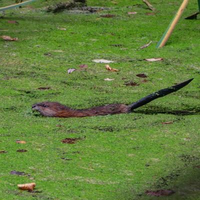 0120 1190929 Nr Crop