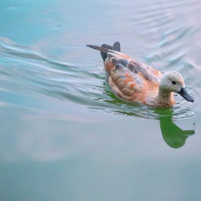 2560 0010 1160209 Nr