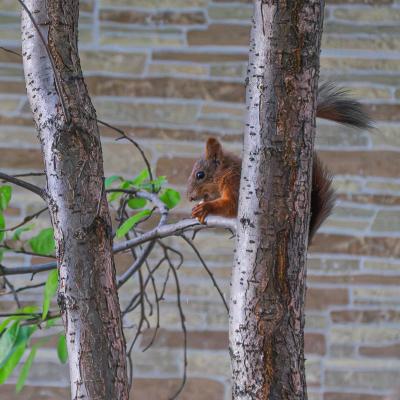 2560 0011 1190854 Nr1