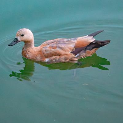 2560 0020 1160217 Nr