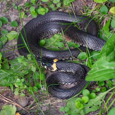 2560 0030 1160717 Nr