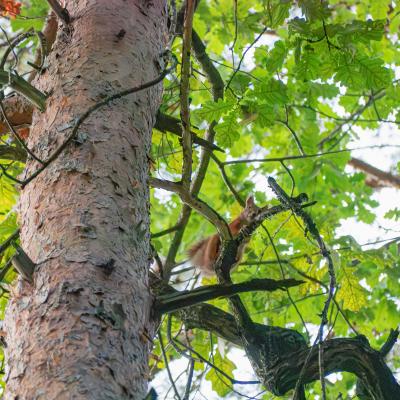 2560 0100 1170446 Nr