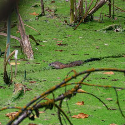 2560 0110 1190927 Nr